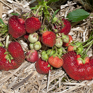 Earliglow Strawberry Plants