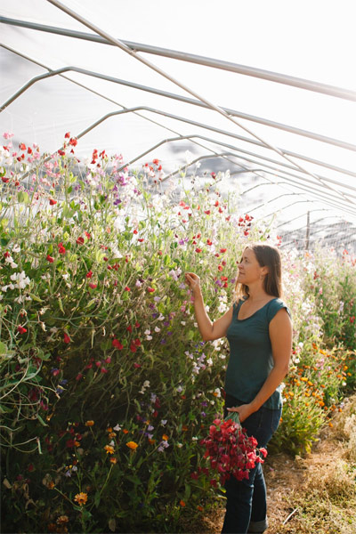 Stacey overwinters sweet peas in her high tunnel at Flora Farm in Zone 8b.