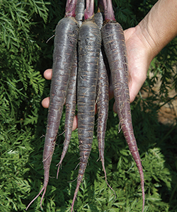 Deep Purple Carrots