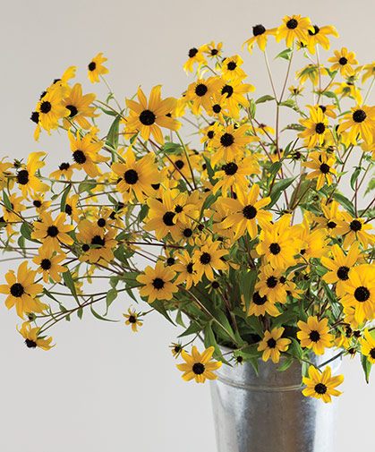 Bouquet of Rudbeckia triloba, a prolific, easy to grow, dependable, and drought-tolerant flower crop.