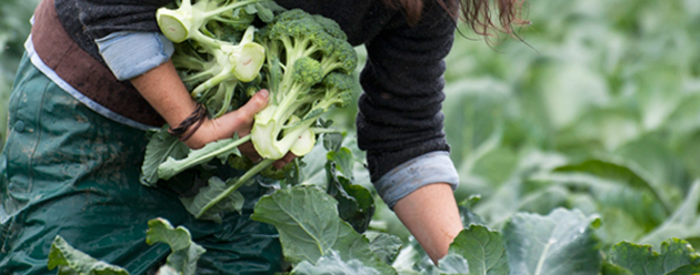 Brassica Timing, Temperature & Fertility