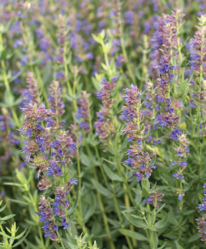 A planting of the herb hyssop, known for its fragrant, bright-blue flowers, attracting pollinators, and antiviral properties.