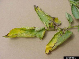 Bacterial canker on tomato