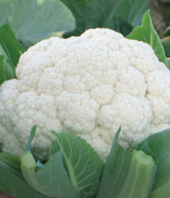 Fujiyami