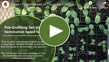 View the full 65-minute video of our Fundamentals of Cucumber Grafting Webinar