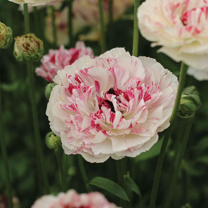 Brushmark Cesar&reg;