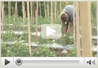 Pruning Tomatoes