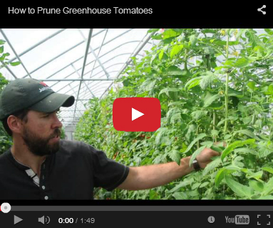 Pruning Greenhouse Tomatoes