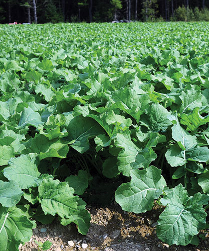 A cover crop planting of Dwarf Essex Rape will continue to provide forage for a variety of livestock well after the first frost.