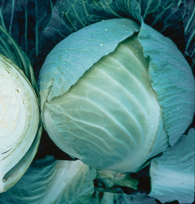 Storage No. 4 Cabbage