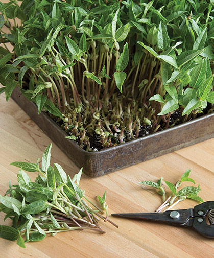 Tray of quick-growing mung bean shoots at maturity, being harvested.