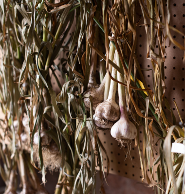 curing garlic