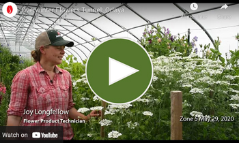 View Our Overwinter Flower Tunnel Orlaya Video