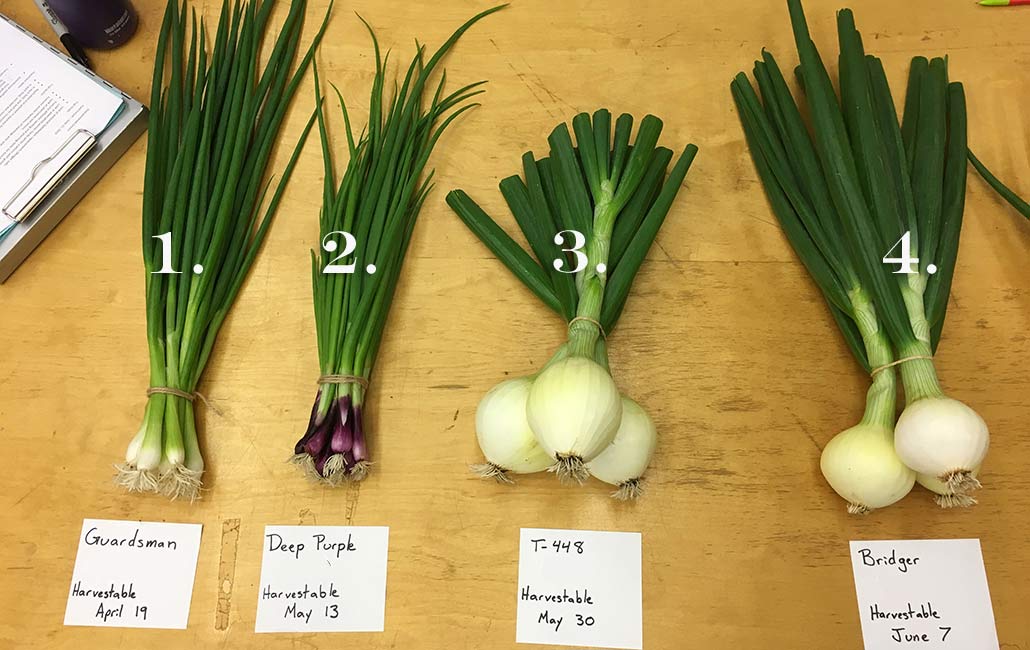 Overwintering Onions for Early Spring Harvest