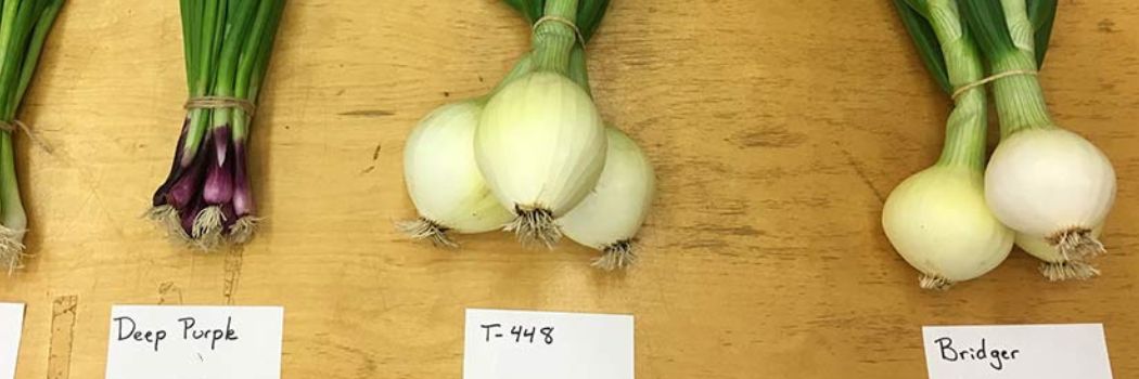 Overwintering Onions for Early Spring Harvest