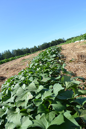Albion, Maine Sweet potato trial, July 17th