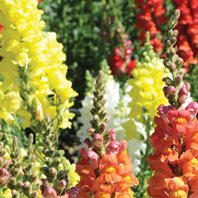 How to Grow Snapdragons