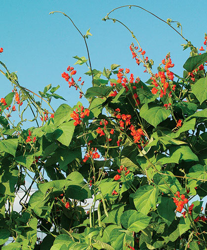 An attractive planting of scarlet runner bean vines; some can reach as high as 9 feet or more.