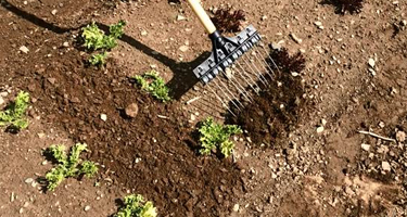 Six-Inch Tine Weeding Rake