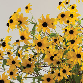 How to Grow Rudbeckia (R. triloba)