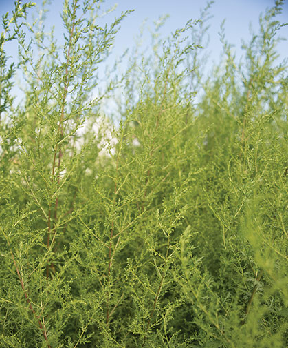 Field of sweet Annie (Artemisia annua) flowers, in mid to late summer.