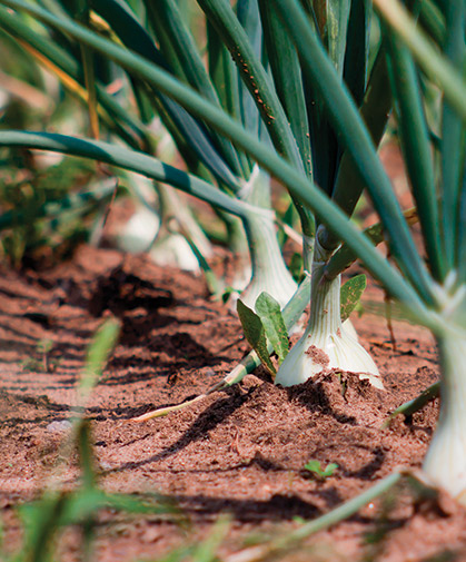 A row of developing onion plants in our onion trials at our research farm in Albion, Maine.