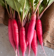 Shunkyo Specialty Radish