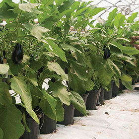 How to Grow Greenhouse Eggplant