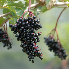 How to grow elderberry