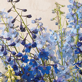 How to Grow Delphinium