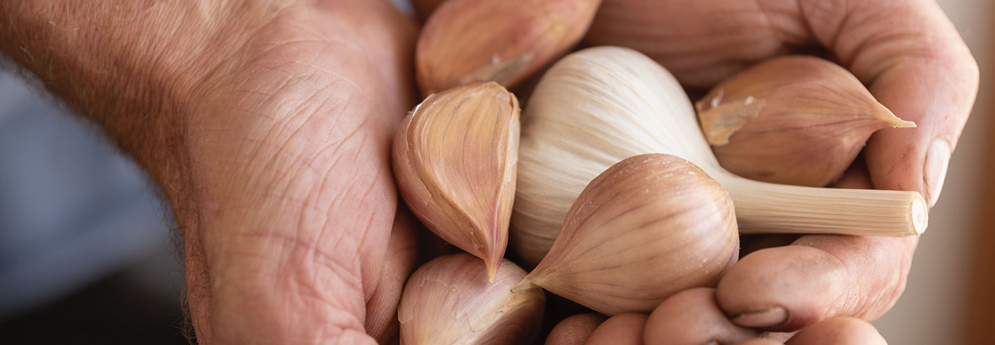 Garlic