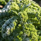 Winter Kale