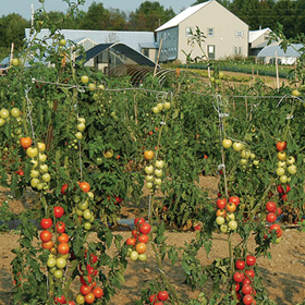 How to Grow Tomatoes