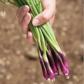 Deep Purple Organic Onion Seed