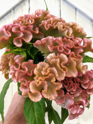 celosia flowers