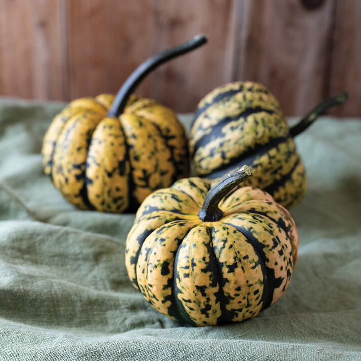 acorn squash
