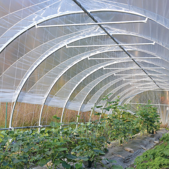 growing plants inside a high tunnel