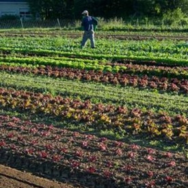 Succession Planting Principles