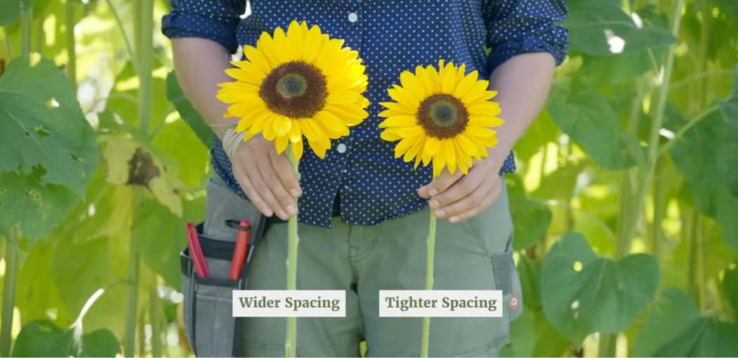 The effect of spacing on sunflower bloom size.