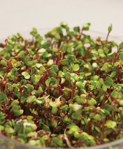 Sprout seeds being grown in a Bioset germinator.