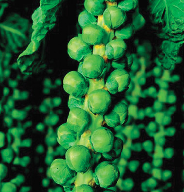 Brussels Sprouts: Diablo