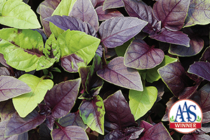 AAS Winner Dark Opal holds its spot in the cutting gardens of today.