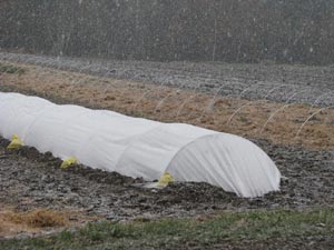 Eliot Coleman's low tunnels: Step 5