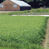 Spring Green Manure Mix Farm Seed