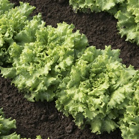 Muir Organic Pelleted Lettuce Seed