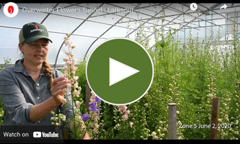 View Our Overwinter Flower Tunnel Larkspur Video