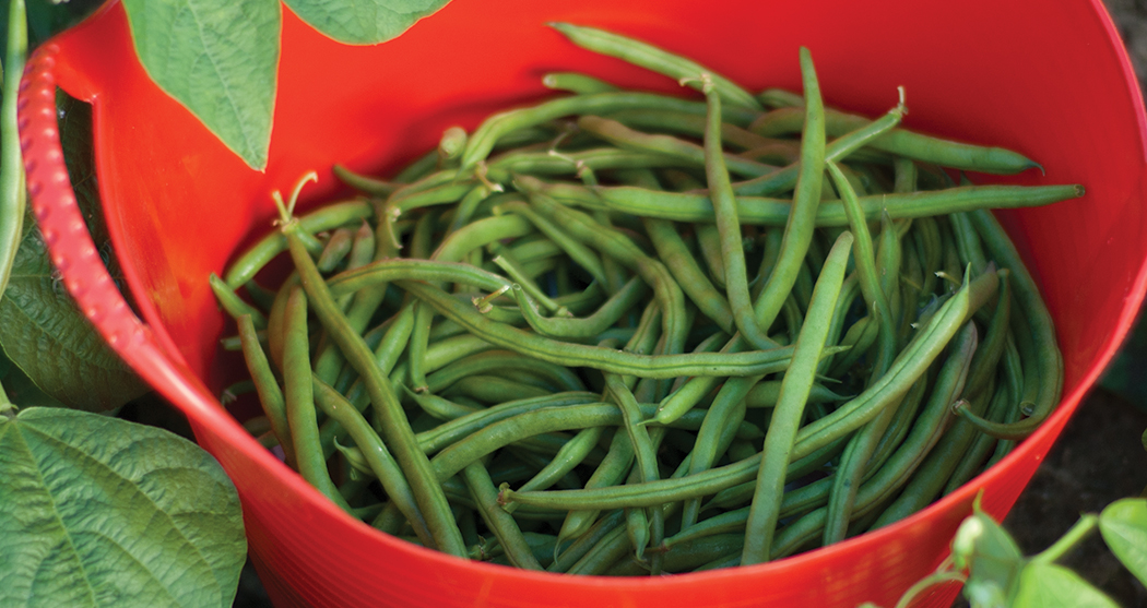 Freshly harvested snap beans