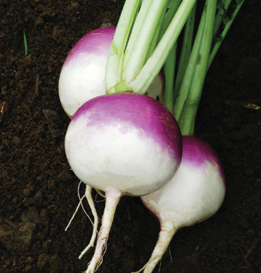 Purple Top White Globe Turnip