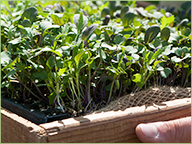 The crops are tended by hand