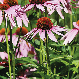 How to Grow Echinacea